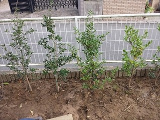 庭木の移植・植替え