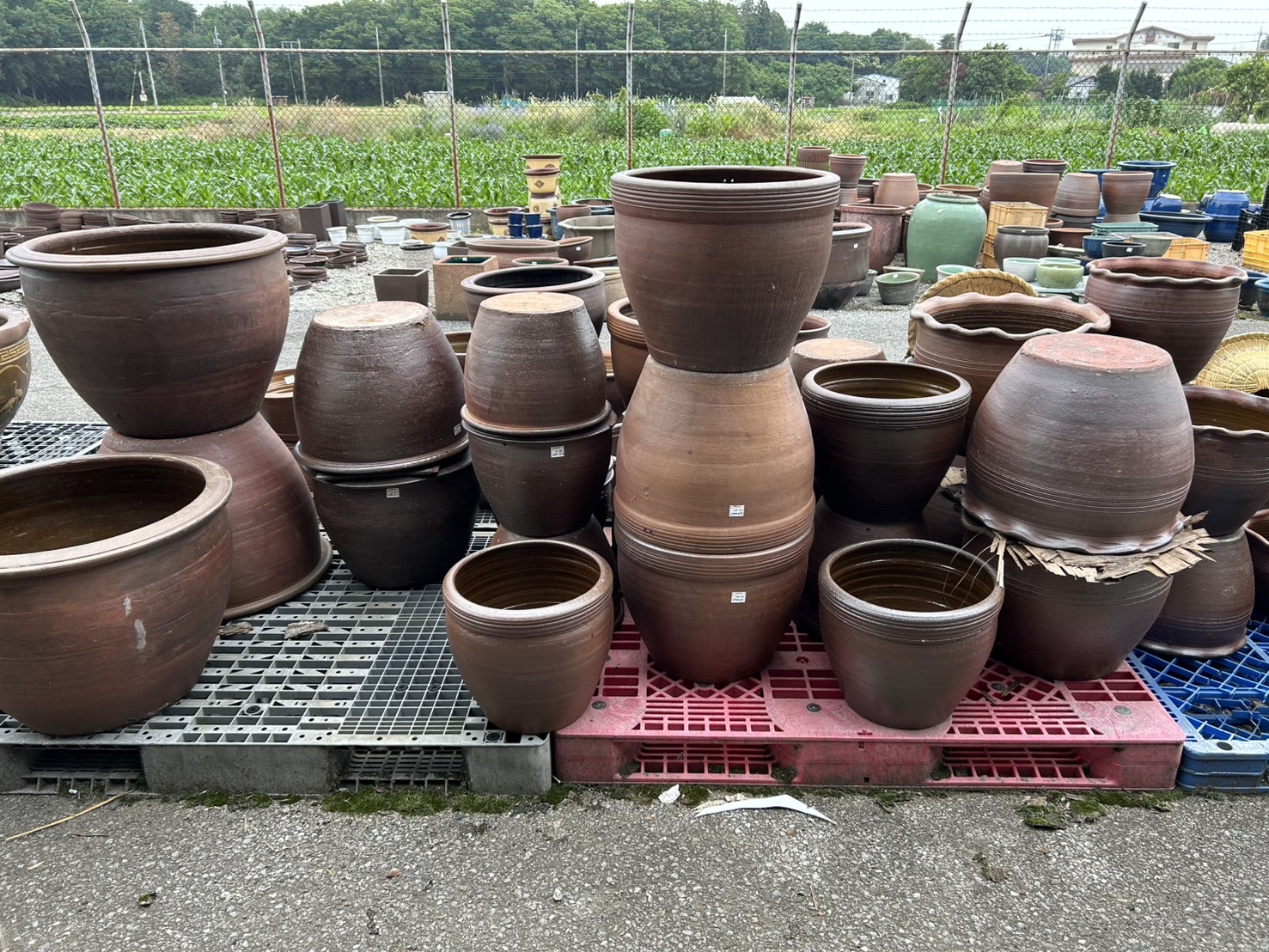 睡蓮鉢はいかがですか?