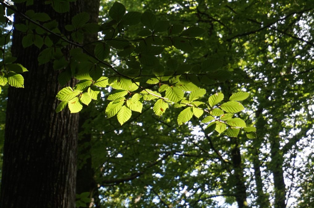 L'arbre en poésie Maison de l'Homme et de la forêt L'arbre en poésie Maison de l'Homme et de la forêt