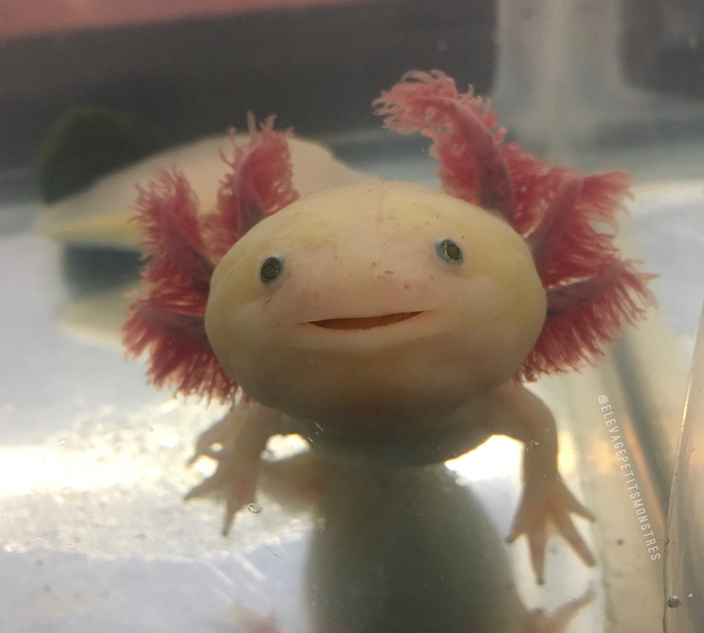 Je veux un axolotl ! - Blog