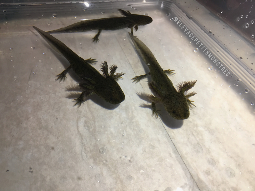 Sauvages