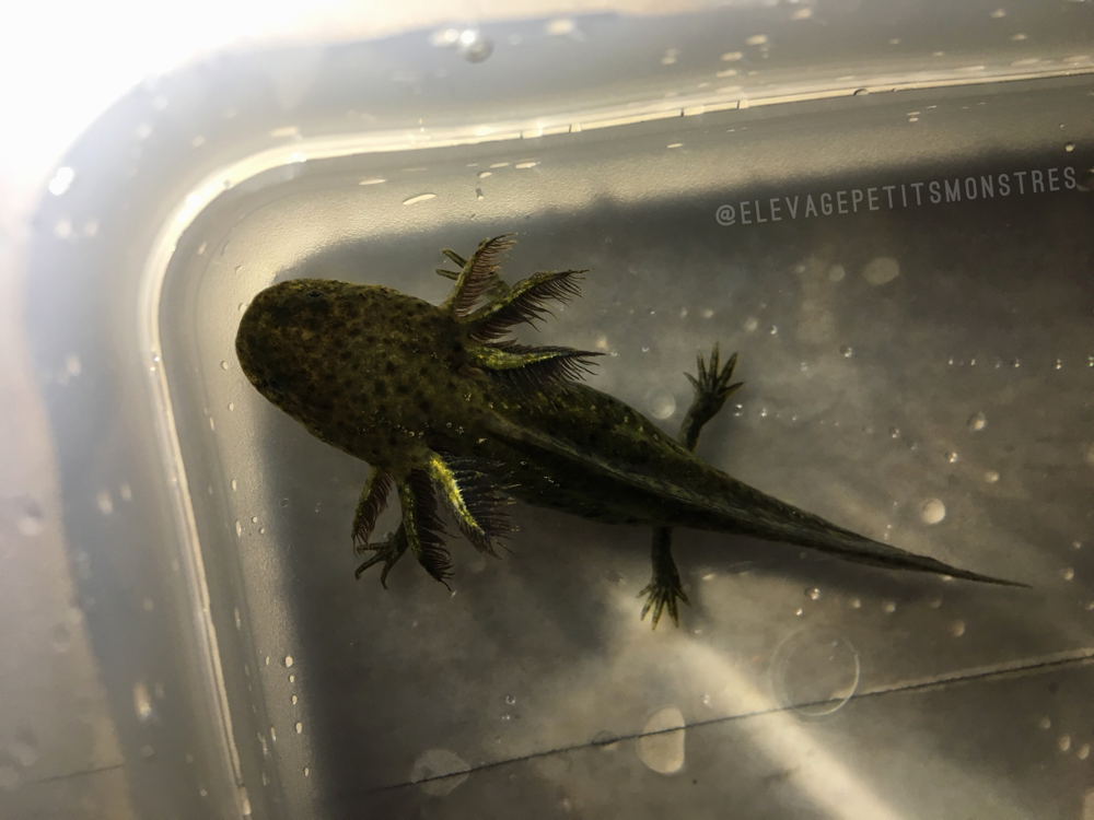 Sauvage avec iridophores sur les branchies