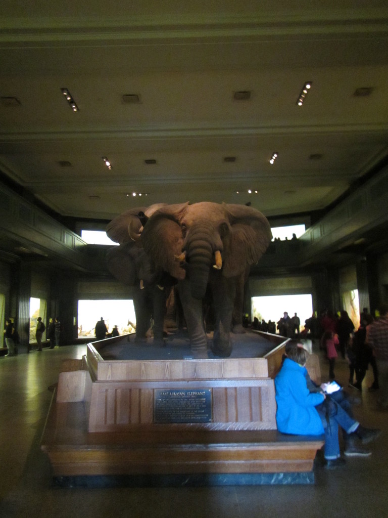 Visite du Musée D'histoire naturelle