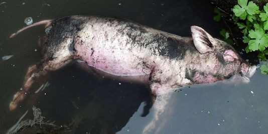 Mardi 18 mars 2013, le nombre de carcasses de jeunes porcs retrouvés dans le fleuvee Huangpu en amont de Shanghaï s'élevait à 13 000 depuis le début de la crise sanitaire. Les autorités se refusent à révéler les noms des fermes dont les animaux proviendra