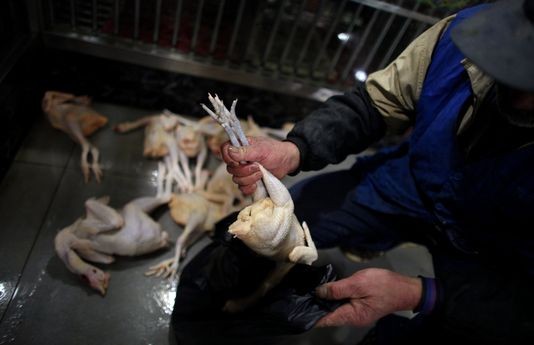 Dans le Guizhou certains mélangent une solution à base de péroxyde d'hydrogène à des pattes de poulet, une gourmandise chinoise. | Reuters/CARLOS BARRIA