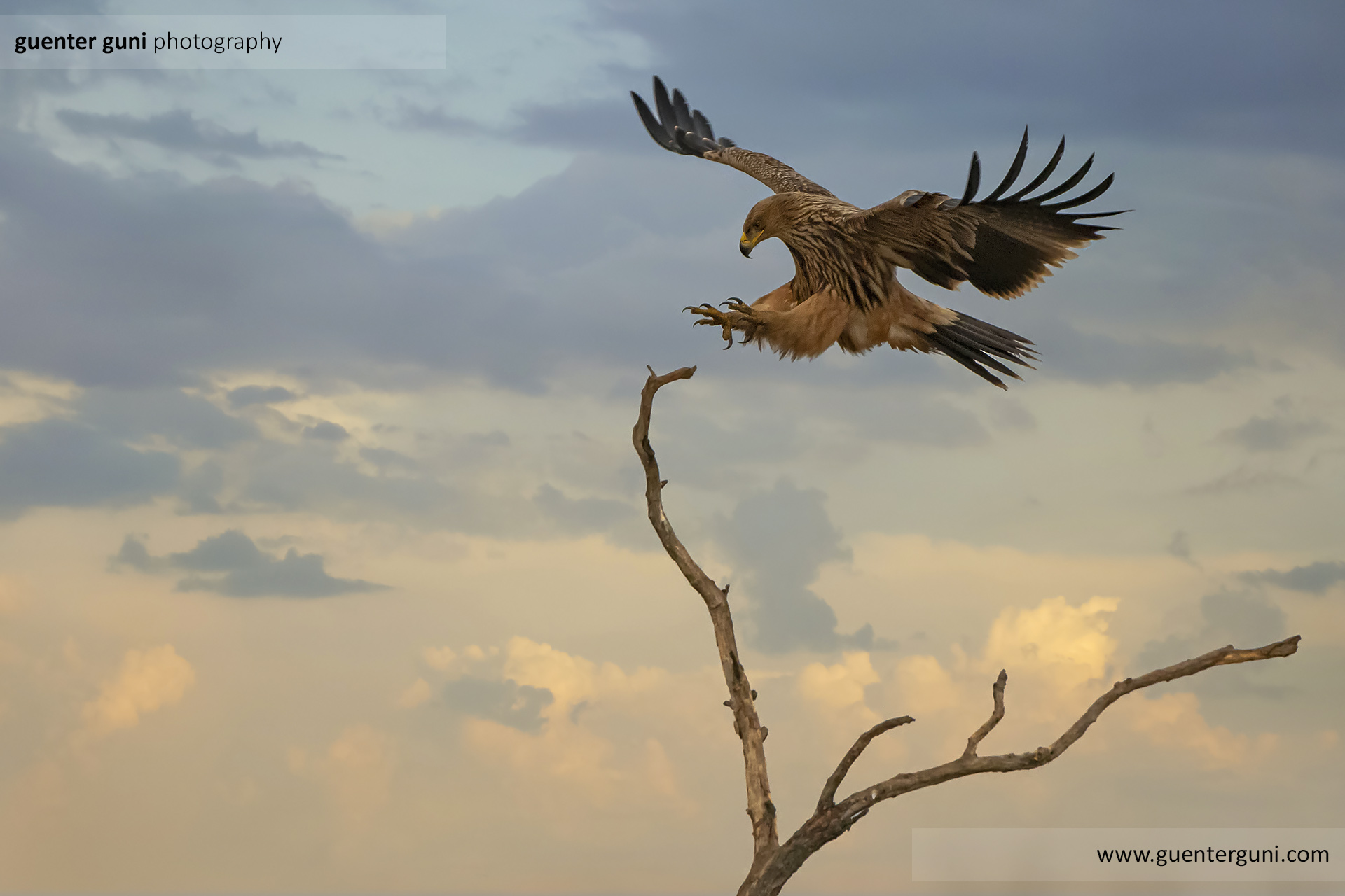 Der majestätische Kaiseradler (Aquila heliaca)