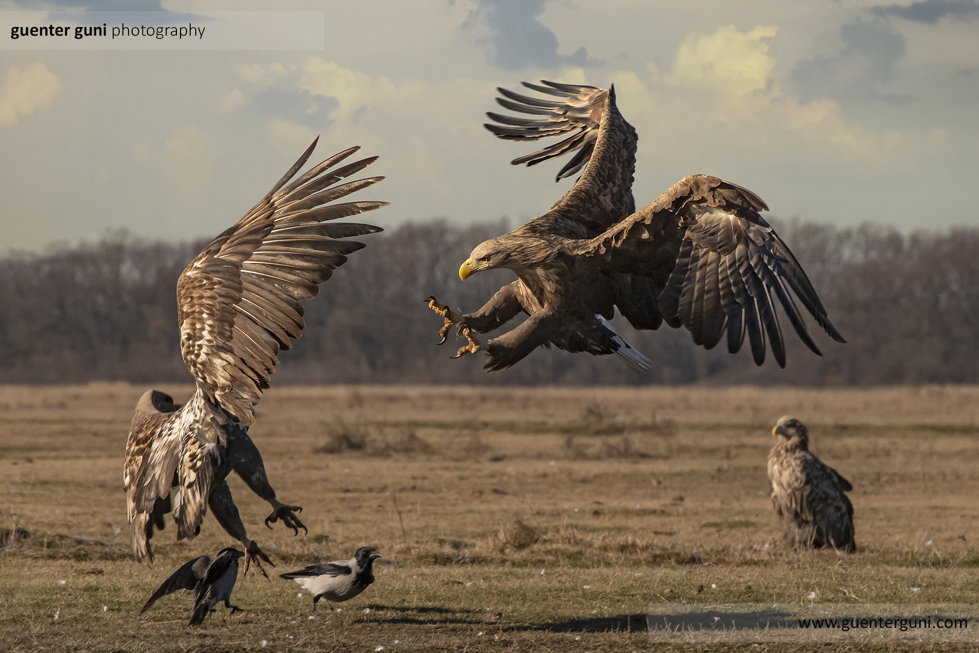 Adlerfotografie in der winterlichen Hortobágy-Puszta