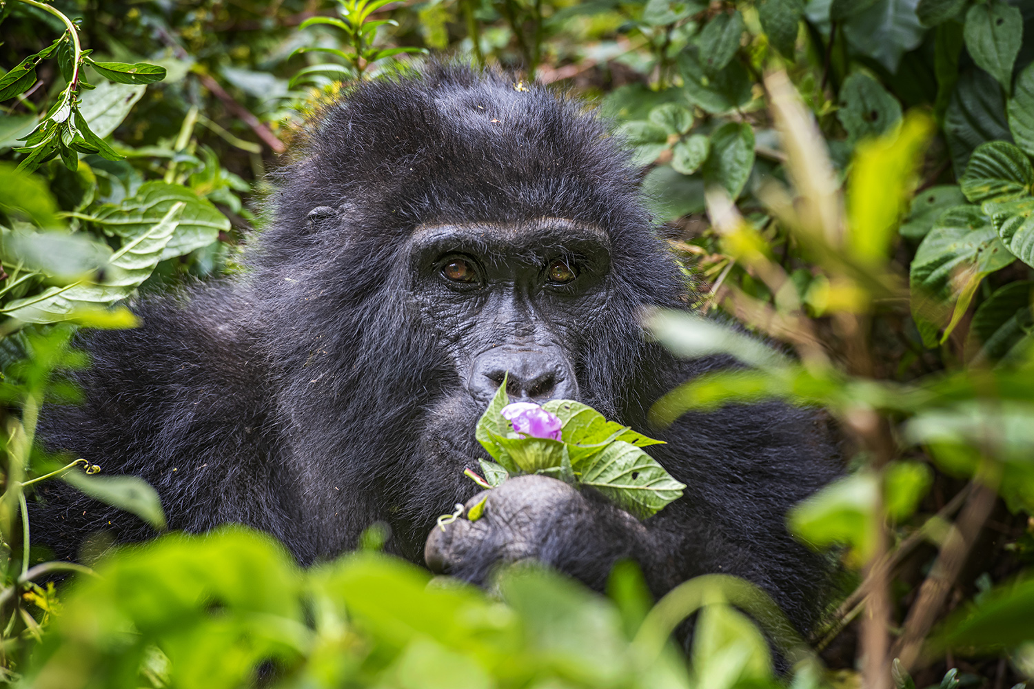 Video-Trailer: Uganda - Gorillas, Schimpansen und Safari