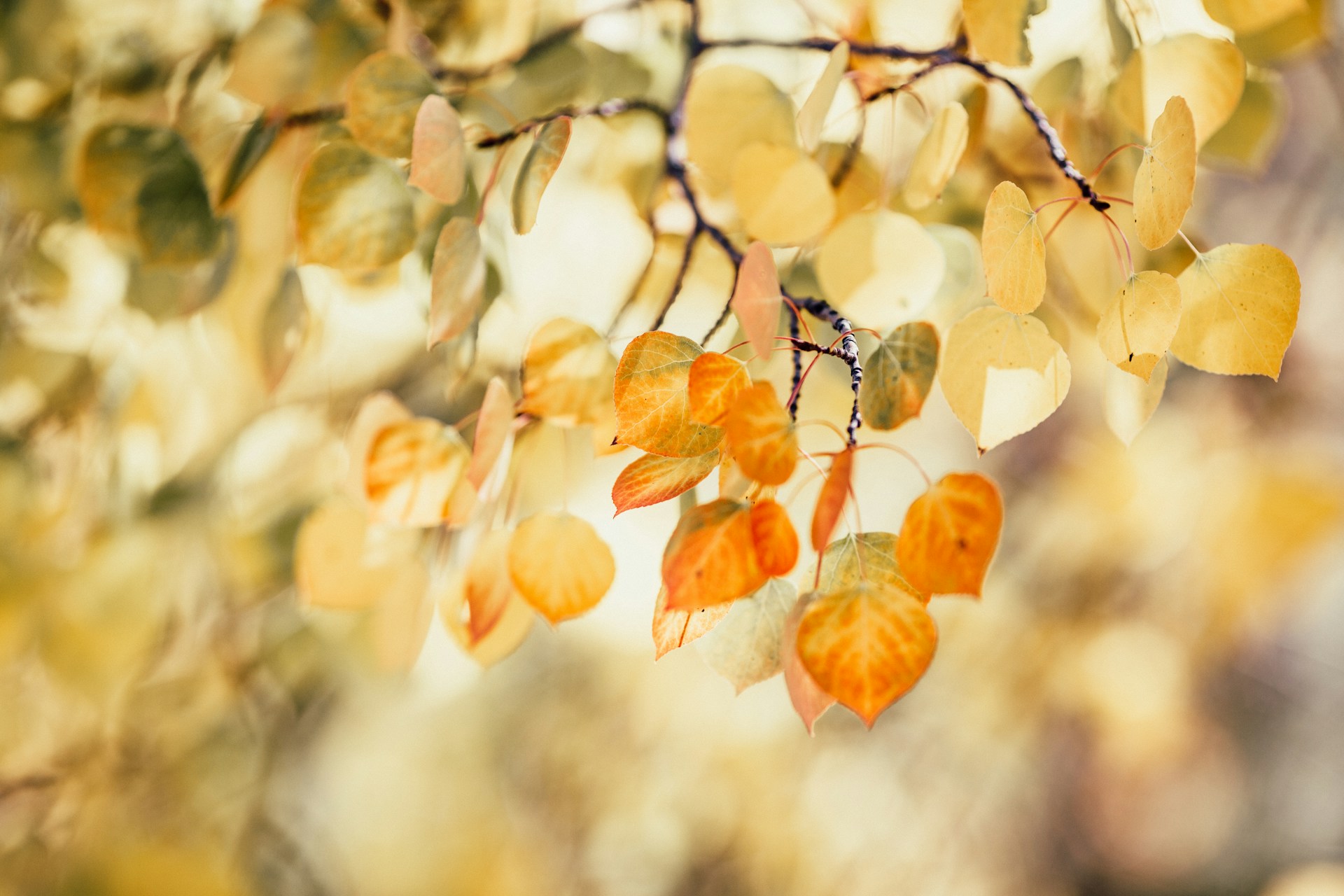 Herbst = Vata-Zeit