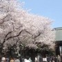 １週間後の桜