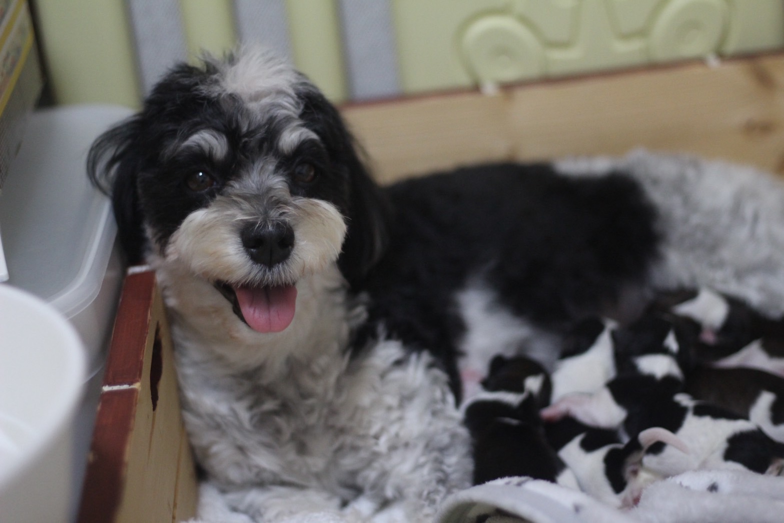 アーニャが子犬を８頭産みました
