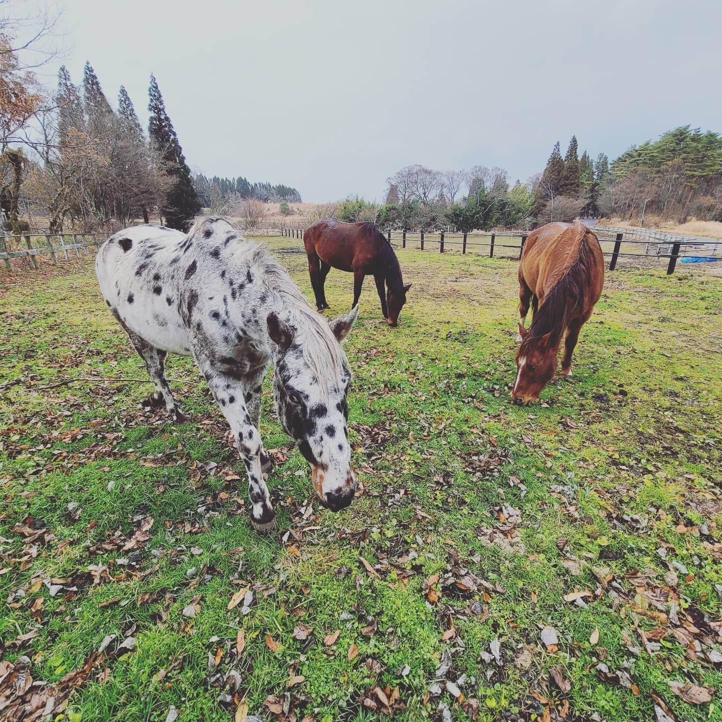 放牧中の馬たち