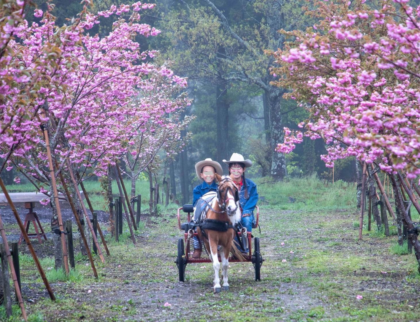 広大な敷地の中の花畑で、春爛漫