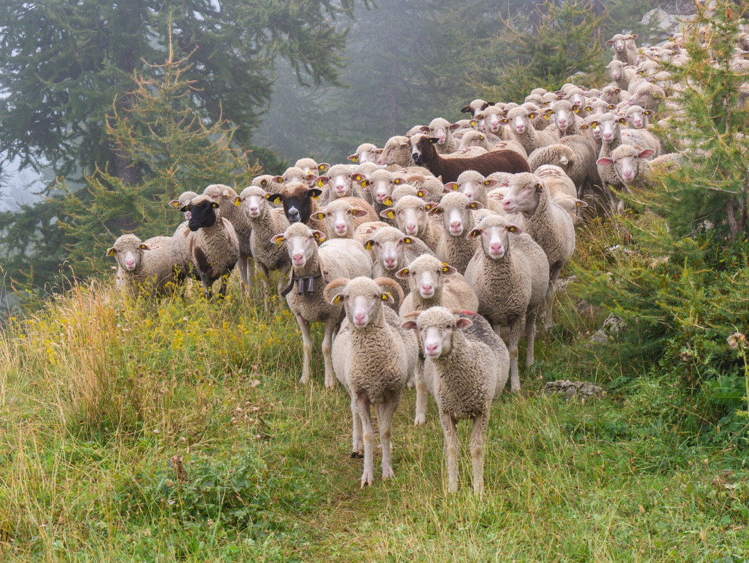 {27} Die Schafe, der Schafhirte und der Dieb der Schafe (Auslegung von Joh. 10,1-21)