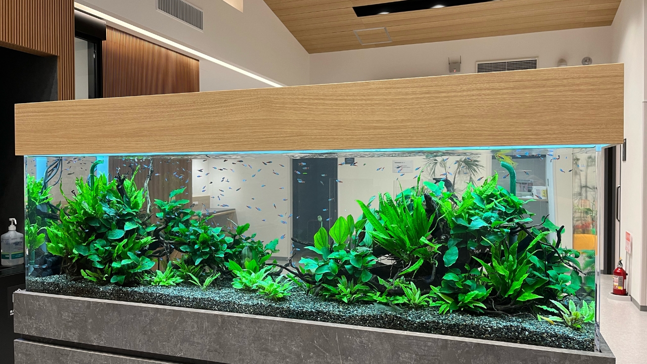 プロの定期水槽レンタル メンテナンスサービスについて アクアリウム大学公式