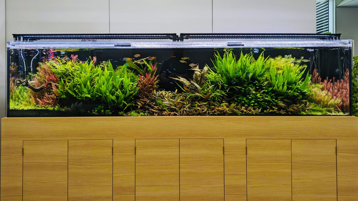 個人宅 マンション 法人の熱帯魚水槽レンタル リース 販売 アクアリウム大学公式