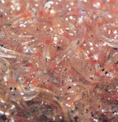 素魚(by Yamagutino)