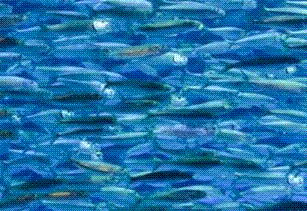 回遊魚のイワシ
