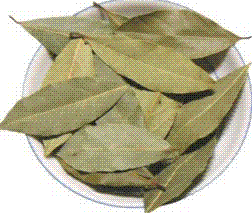ローリエ(Shapla)