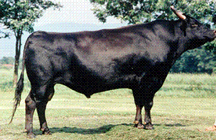 黒毛和種(Japan Agriculture Miyagi )