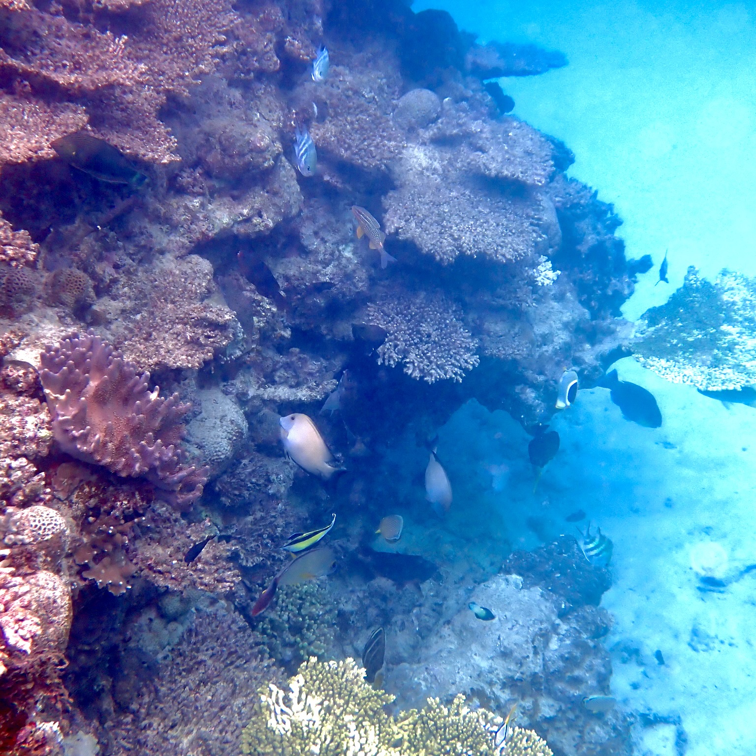 珊瑚の棚にもお魚たくさん♪