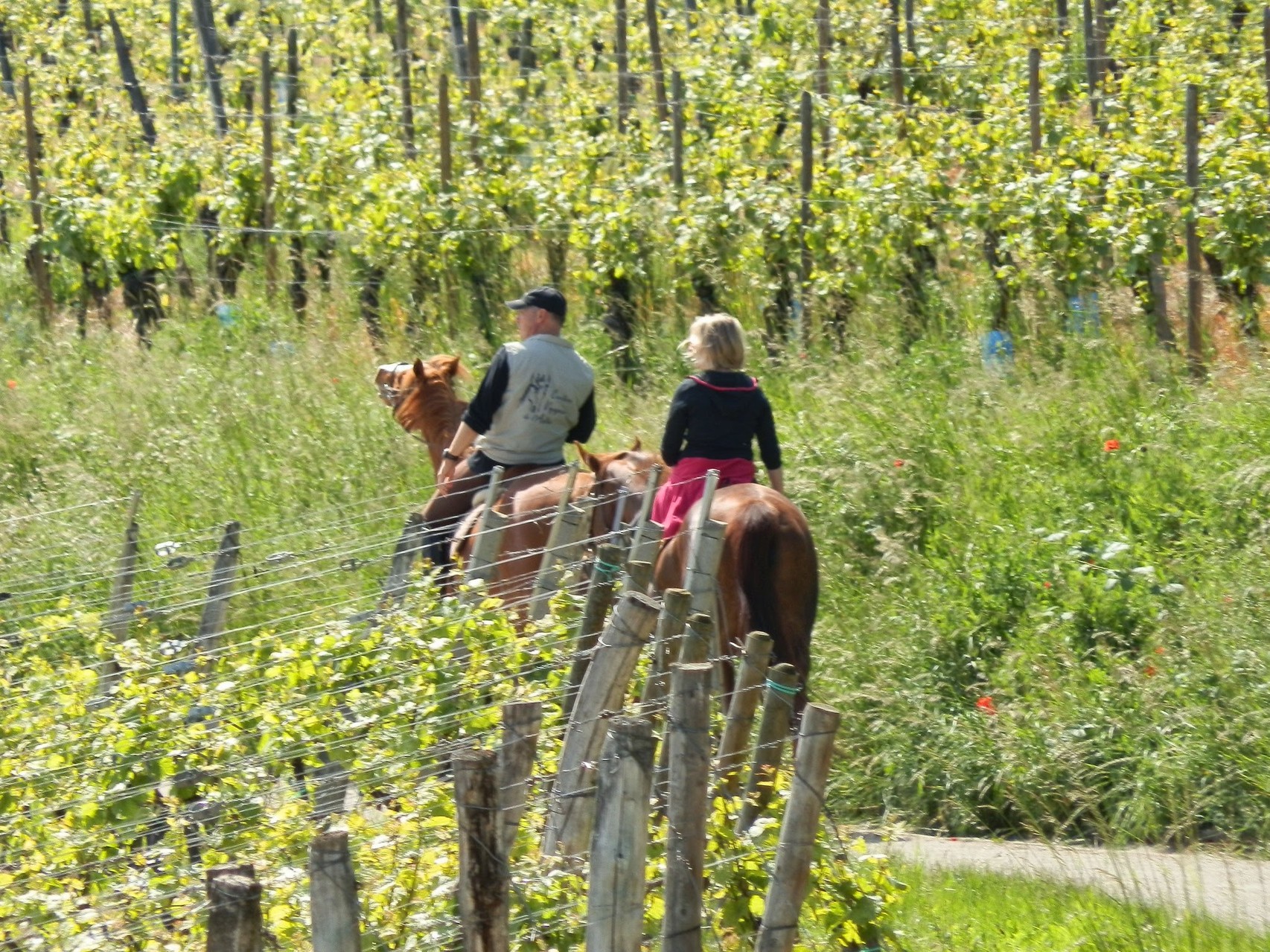 Randonnée à cheval dans le vignoble de Rosheim - Gite du Leimen en Alsace