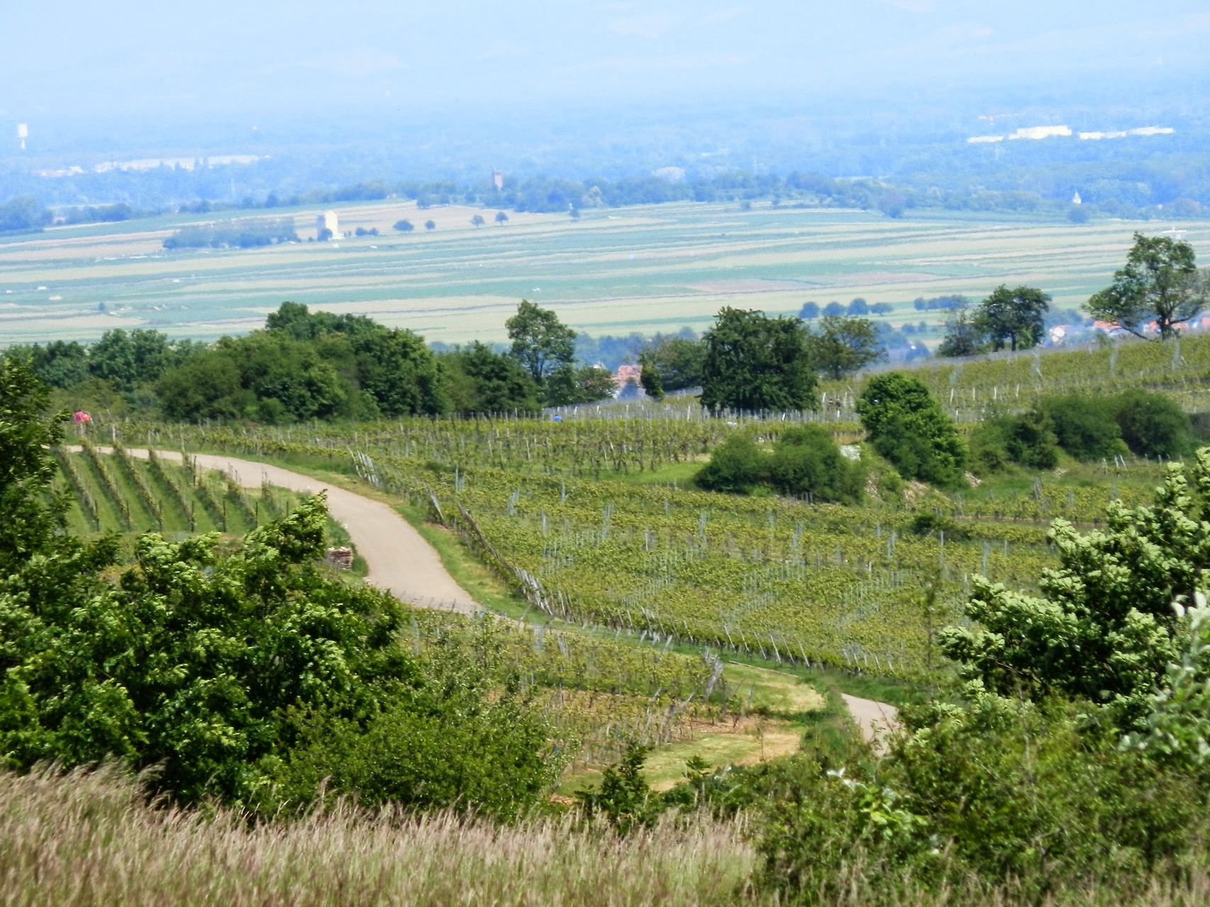 Le vignoble de Rosheim et sa vue sur la plaine d'Alsace, Strasbourg et la forêt noire - Gite du Leimen en Alsace
