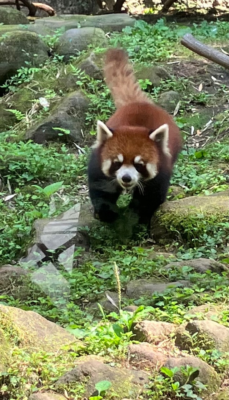 8月にゃんこ便り