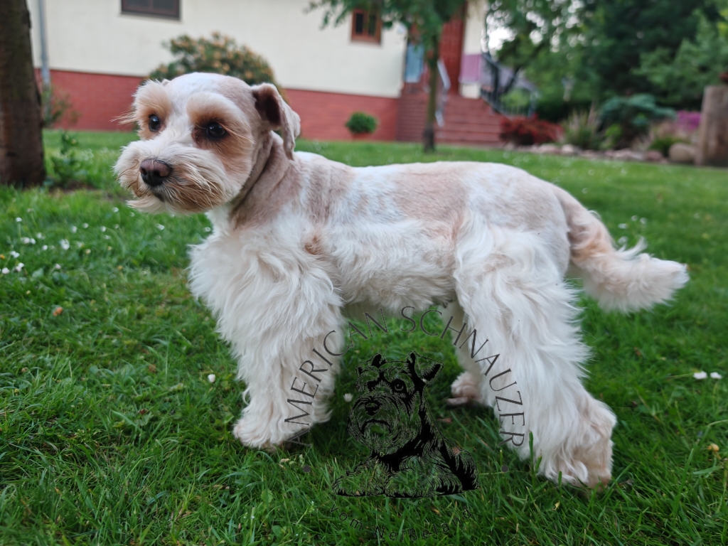 Zwergschnauzer Hündin American Miniature Schnauzer red wheaten parti