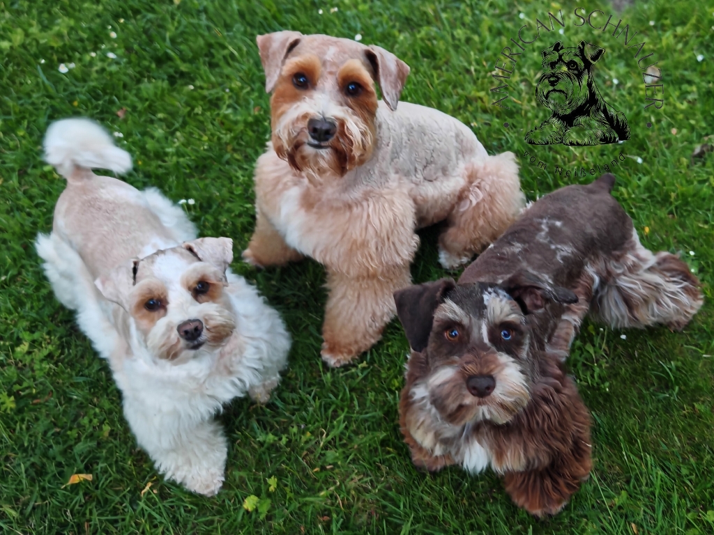 Zwergschnauzer American Miniature Schnauzer bunte Farben