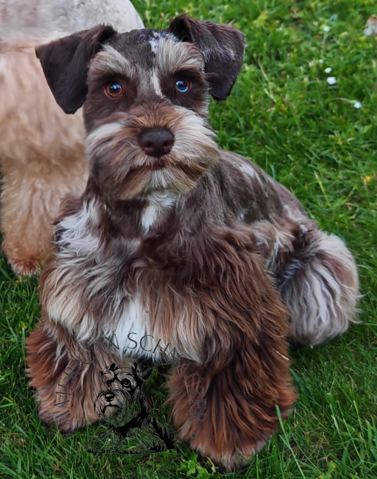 Zwergschnauzer Hündin American Miniature Schnauzer liver tan merle 