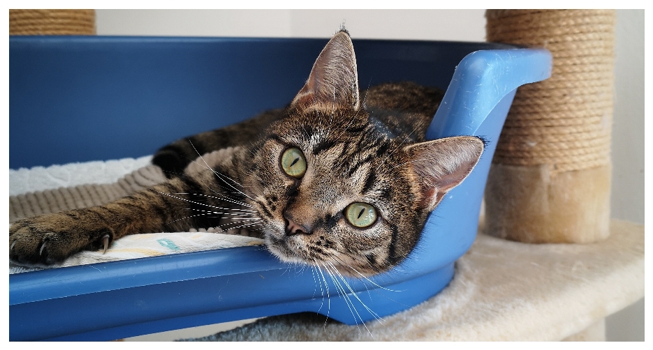 Willkommen / über uns - katzenhilfe-ehingen