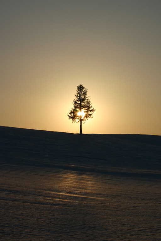 夕陽の木