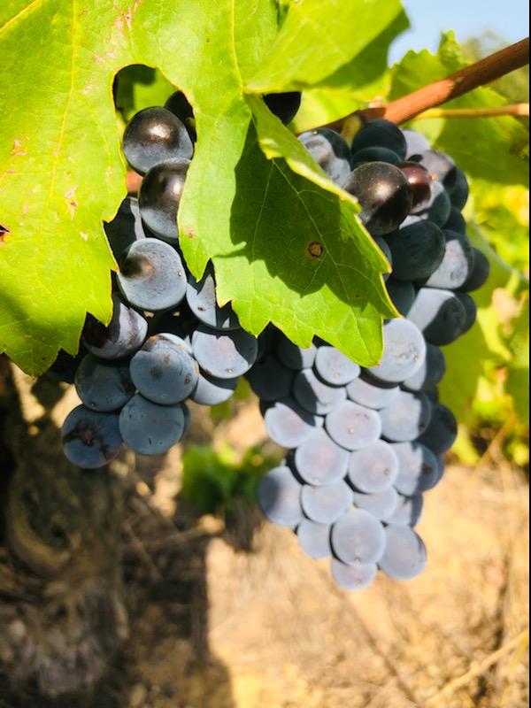 Grappes de Carignan