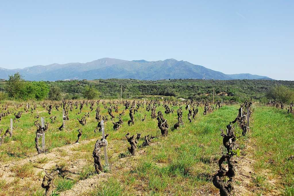 Grenaches gris et blancs complantés !