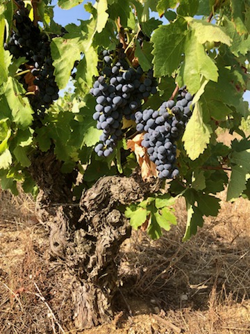 carignan centenaire !