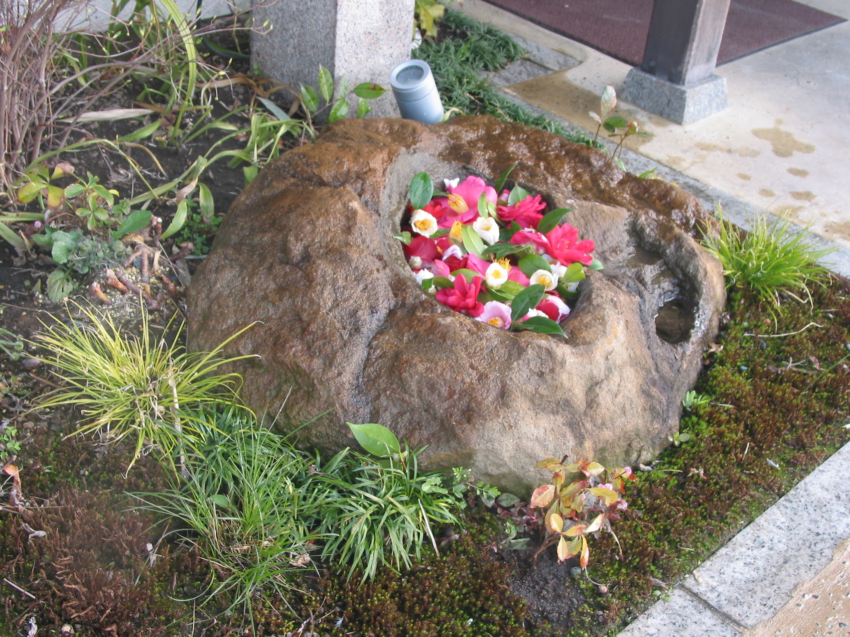 蹲に椿