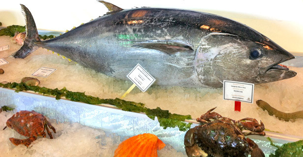 Exhibición de especies de pescados y mariscos. FOTO: Tomada de www.conapesca.gob.mx