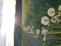 Ikigai: Warum Sinn die beste Gesundheitsressource ist