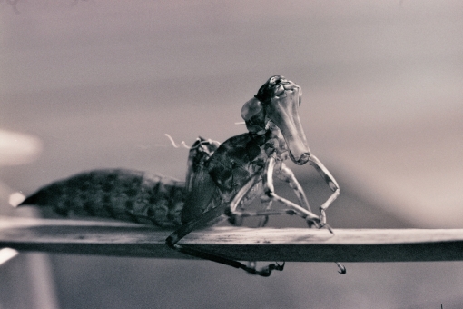 Libellenpuppe, Fotografie, 2016