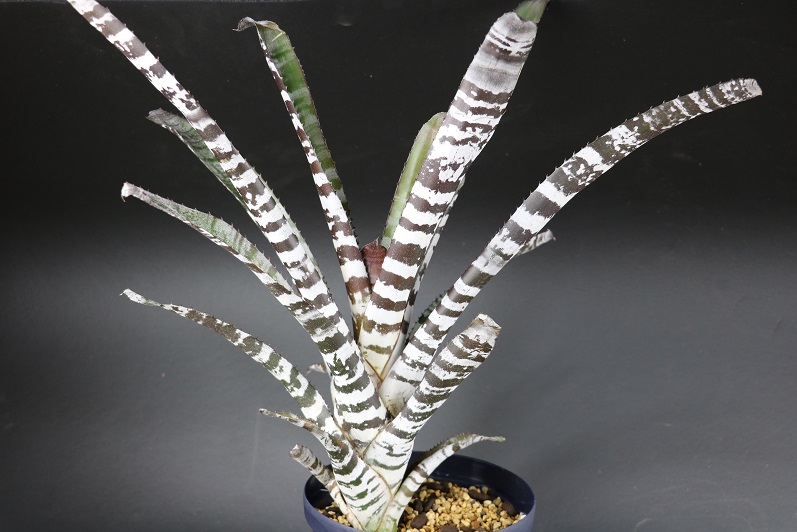 ブロメリア販売 - Amazonico アマゾニコ