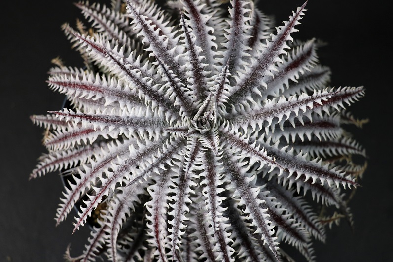 Rattle Sabers Amazonico アマゾニコ