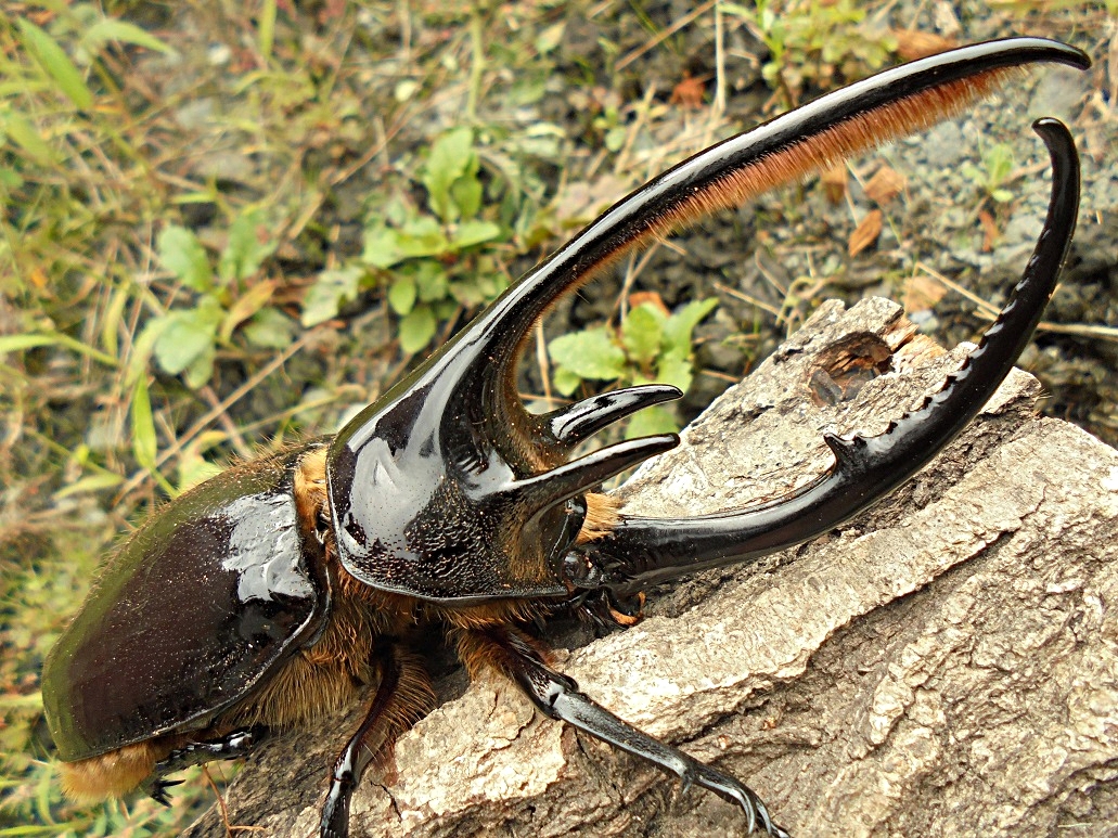 カブト虫販売 - Amazonico アマゾニコ