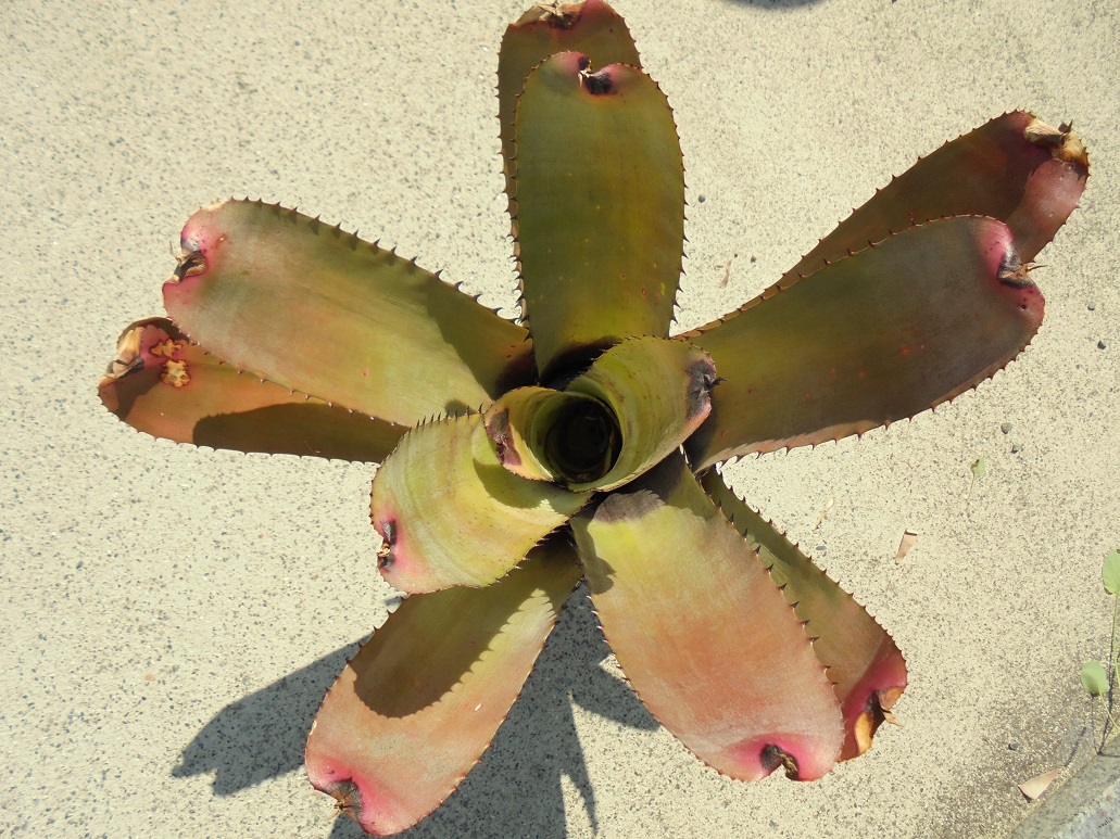 ブロメリア販売 - Amazonico アマゾニコ