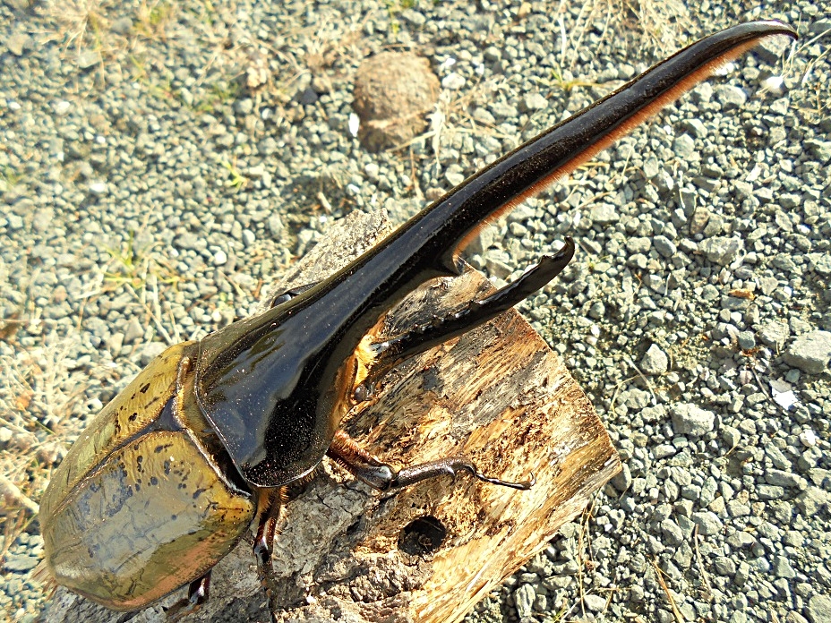 ヘラクレスオオカブト ギネスの仔 158mm