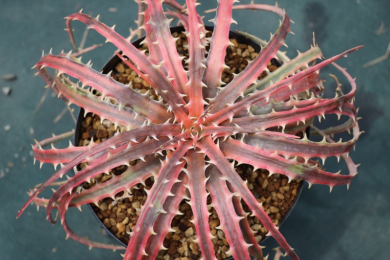 Dyckia Samed Rtp (Andaman) ディッキア