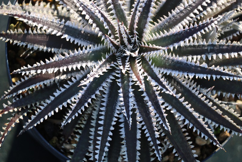 Black Piranha - Amazonico アマゾニコ