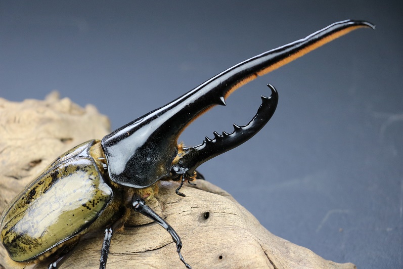 181mm!!!! Biggest Hercules Beetle In The World
