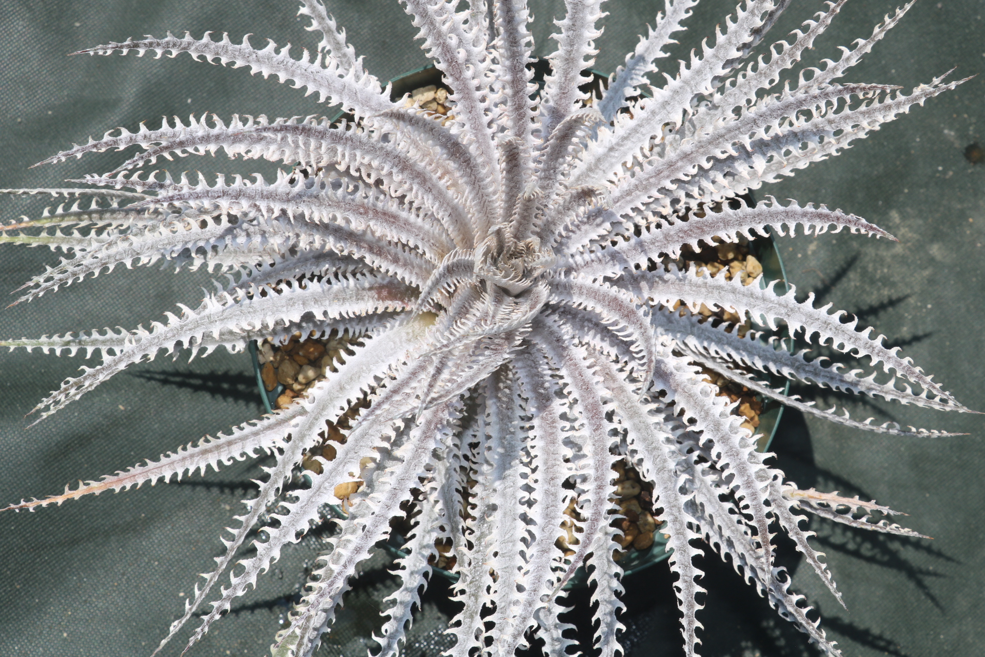 ディッキア フォステリア 現地採取クローン ディッキア