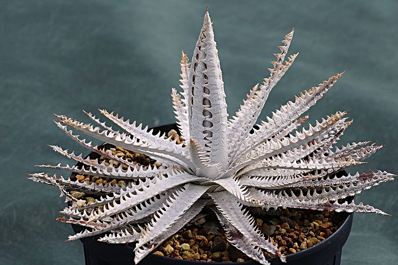 Dyckia Great White ディッキアグレートホワイト